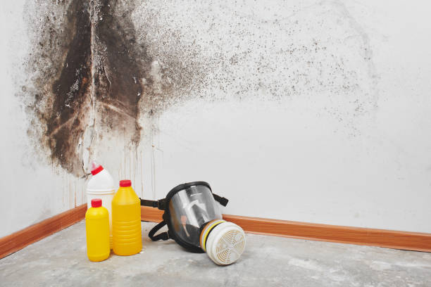 Professional Mold Removal in Edmonston, MD